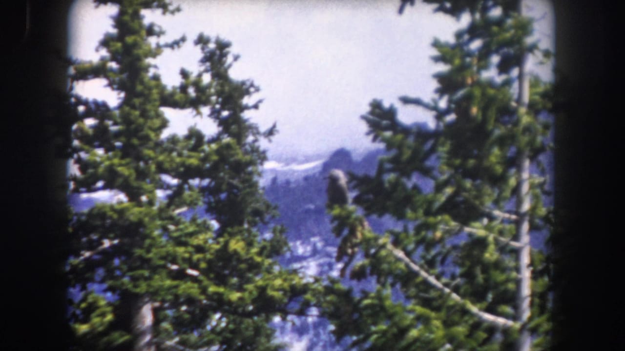Handheld 8mm view of Colorado evergreens with distant mountain ridges partly hidden by branches and frame shadow.