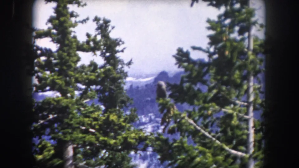 Handheld 8mm view of Colorado evergreens with distant mountain ridges partly hidden by branches and frame shadow.