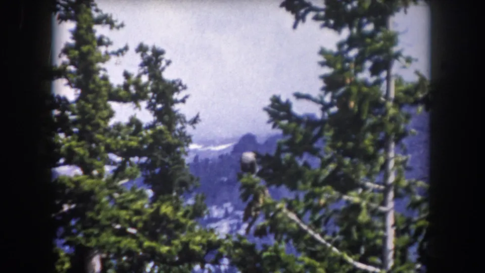 1962 Colorado mountain view seen through evergreens, with soft focus and saturated 8mm color.