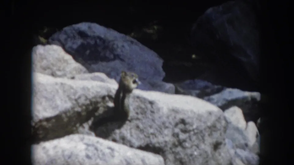 The chipmunk stays among pale rocks and shadowed boulders in the 1962 Summit County, Colorado home-movie sequence.