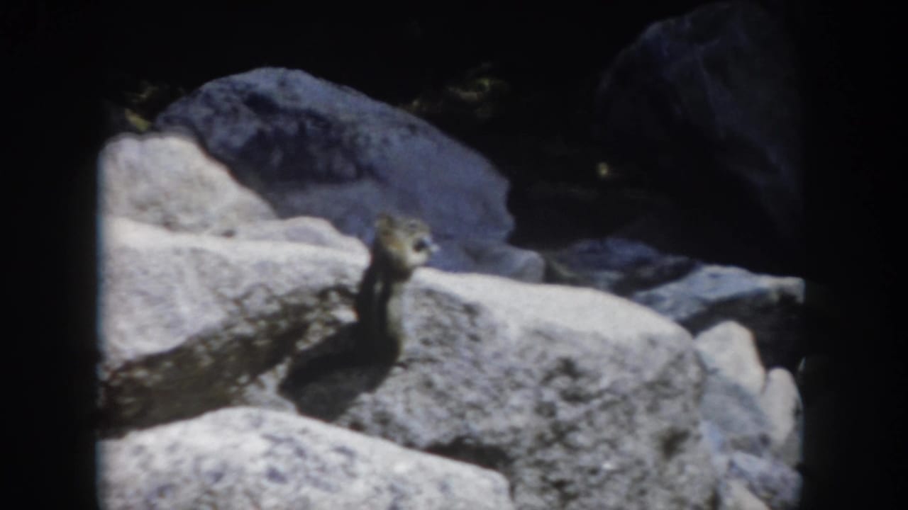 1962 Summit County, Colorado 8mm frame showing a chipmunk alert on sunlit rocks against darker boulders.