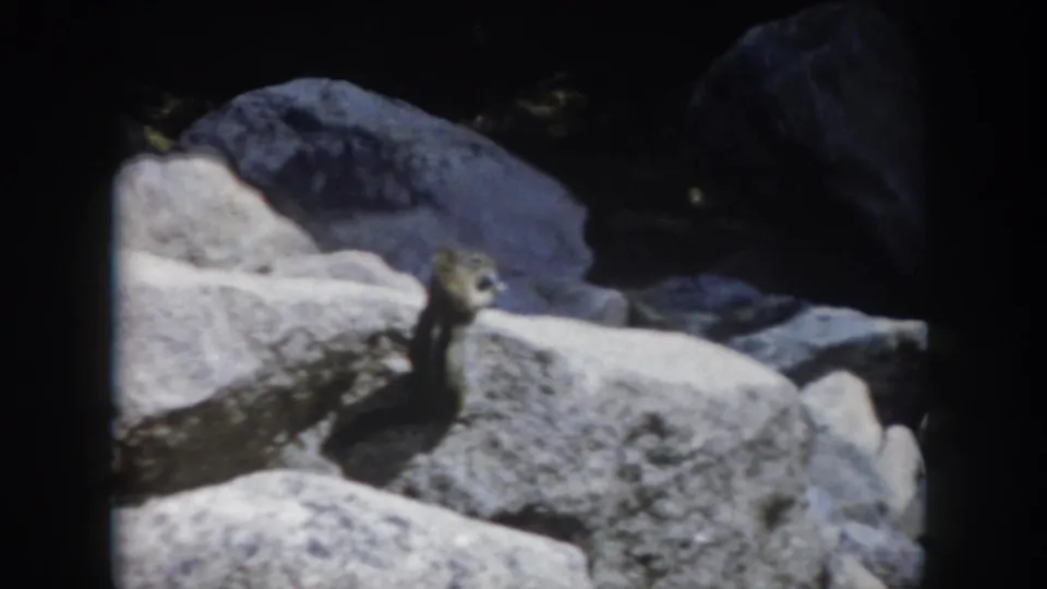 1962 Summit County, Colorado 8mm frame showing a chipmunk alert on sunlit rocks against darker boulders.