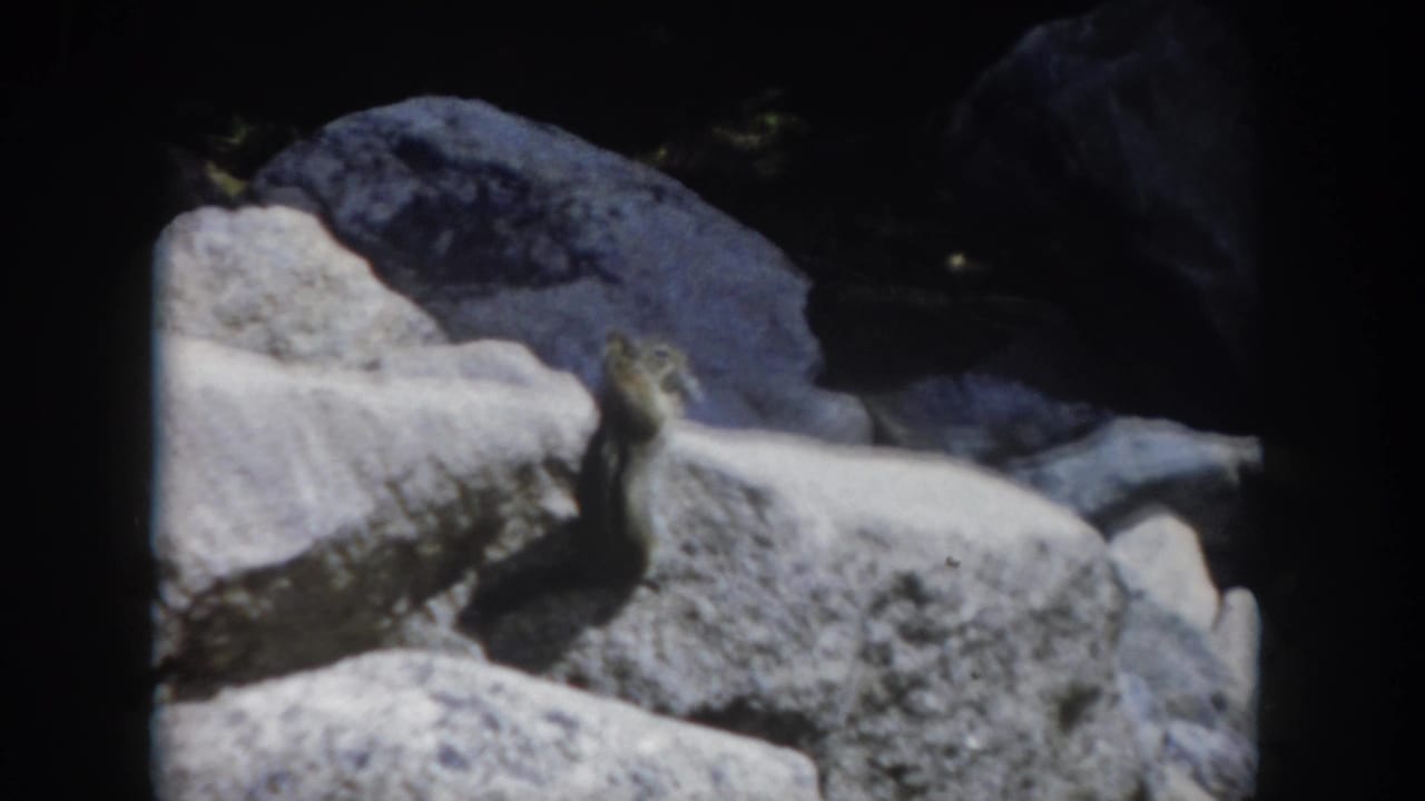 Chipmunk perched on a rock ledge with large stones in bright sunlight.