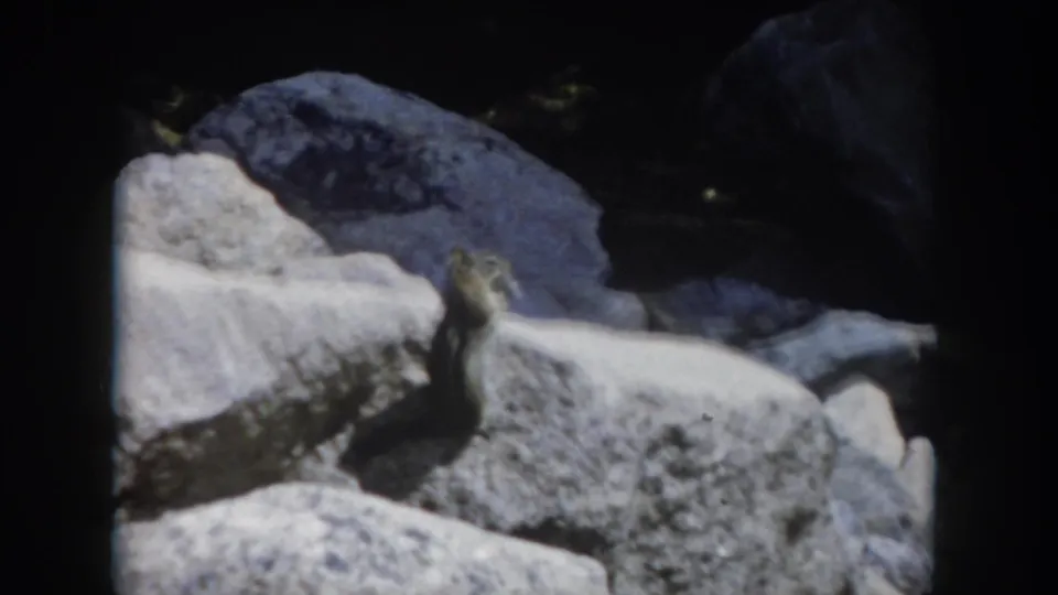 1962 Summit County, Colorado frame of a chipmunk on a pale rock ledge, filmed with soft handheld 8mm texture.