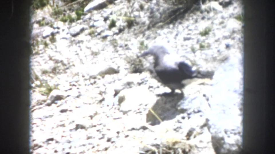 1962 Summit County, Colorado 8mm frame with a bird blurred in motion across a rocky, grass-dotted slope.