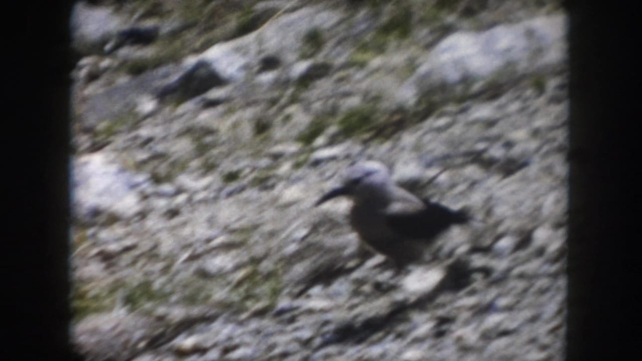 Small bird on rocky ground in Summit County, Colorado, shown in soft color 8mm footage from the supplied 1962 metadata.