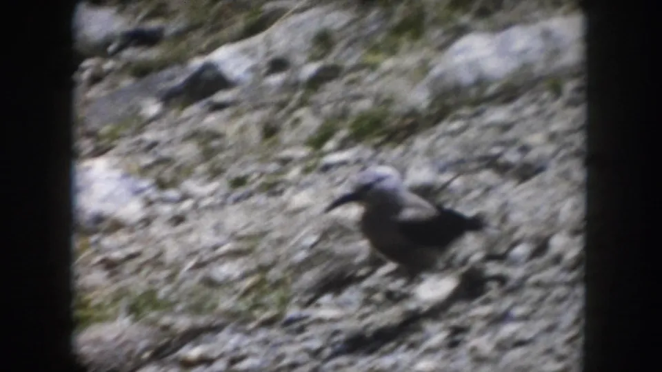 Small bird on rocky ground in Summit County, Colorado, shown in soft color 8mm footage from the supplied 1962 metadata.