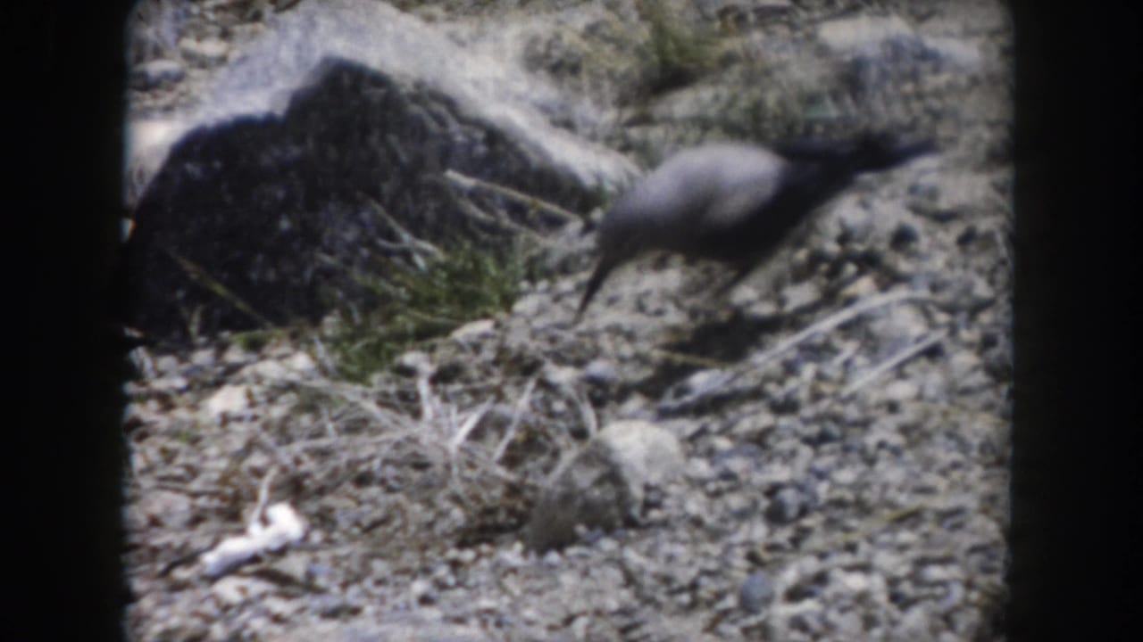 Small bird leaning toward the ground near rocks and dry grass.