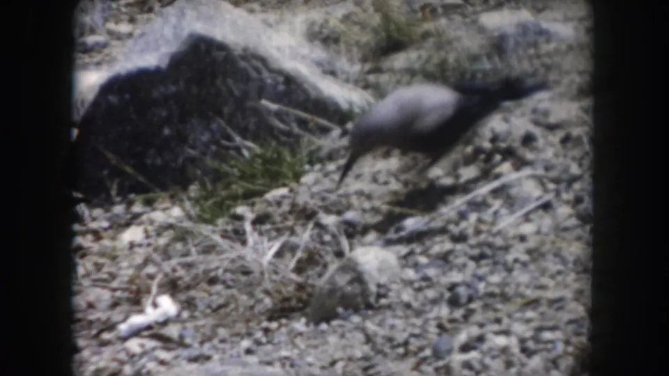 Small bird appears to forage near a large rock on dry, stony ground in the Colorado home-movie footage.