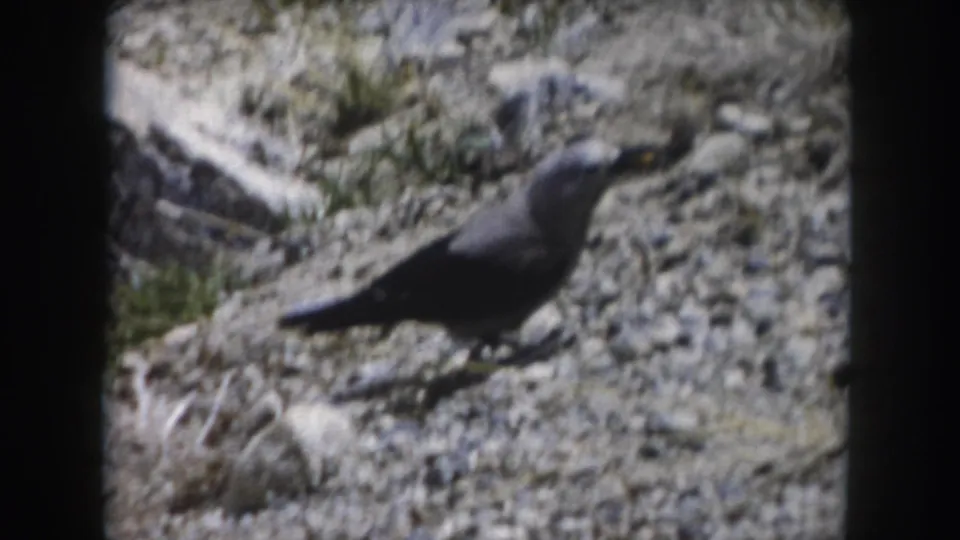 Small gray-brown bird crosses a rocky hillside in Summit County, Colorado, in this 1962 8mm home-movie frame.