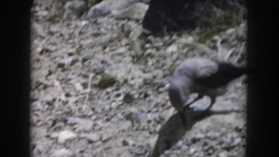Small bird near the frame edge appears to peck or step across dry rocky terrain in the supplied Colorado 8mm footage.