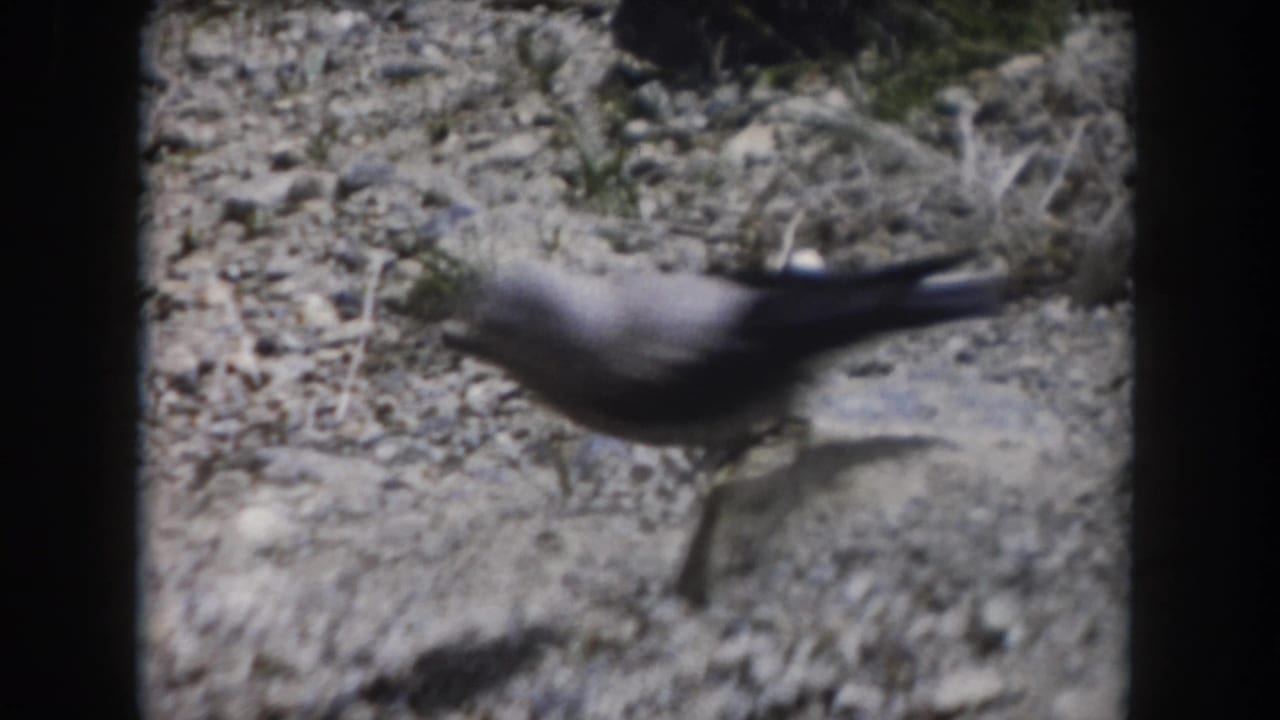 Small gray bird walking on rocky ground, seen through soft 8mm film focus.