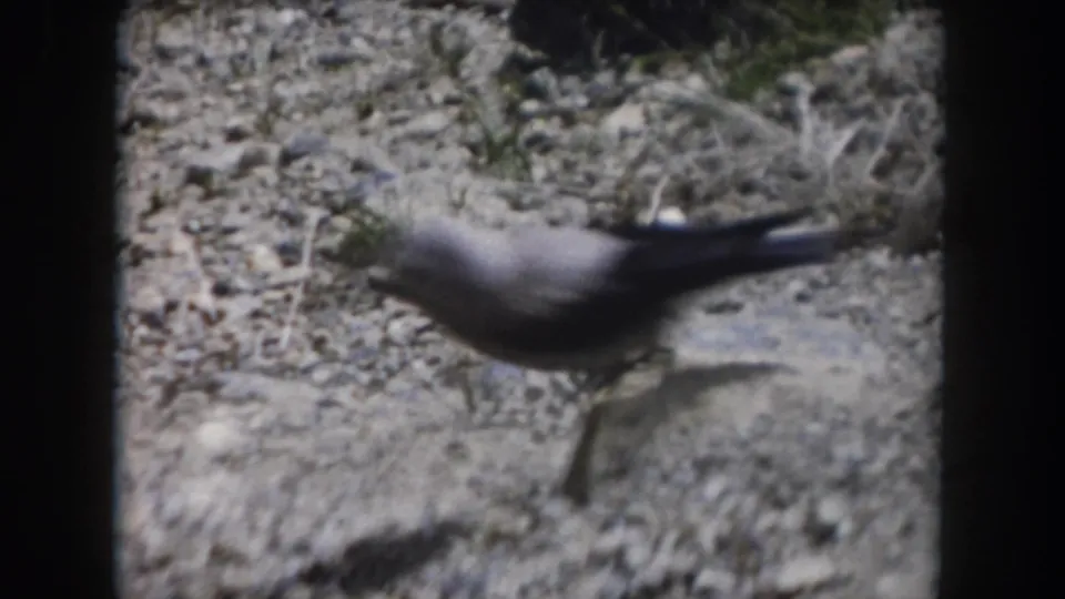 Small gray-and-black bird on gravelly ground in Summit County, Colorado, from 1962 8mm home-movie footage.