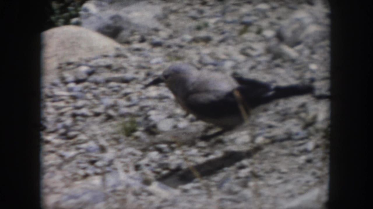 Small gray bird with a dark tail walking across gravelly terrain in the 1962 Summit County home-movie clip.