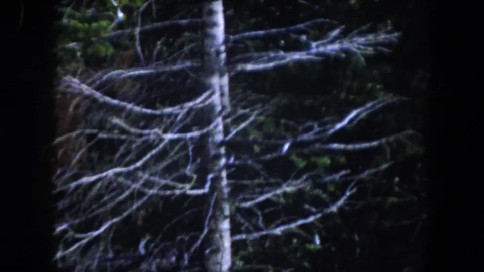 Handheld 8mm view shifts from the bird to dark foliage, pale branches, and a tree trunk in Summit County, Colorado.
