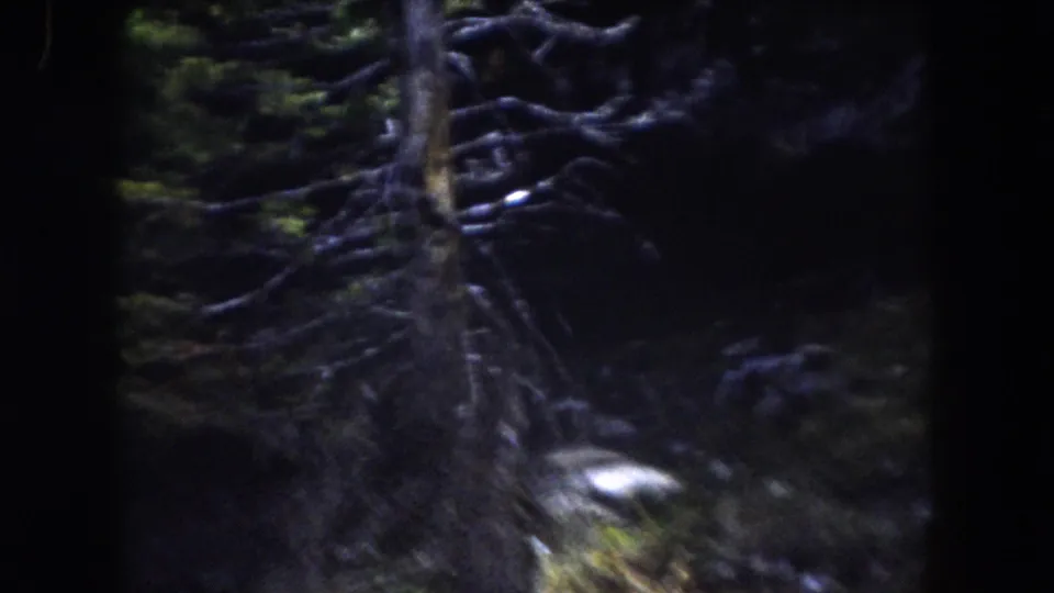 Dim handheld view of branches and dark vegetation near the end of the 1962 Summit County 8mm wildlife shot.