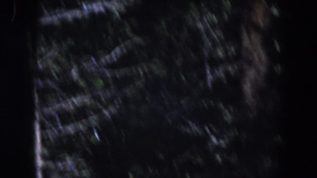 Dark blurred trees seen from a moving camera in dense woods.