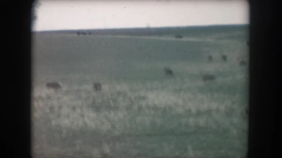 1962 rural Summit County frame with several cows grazing across a broad green pasture.