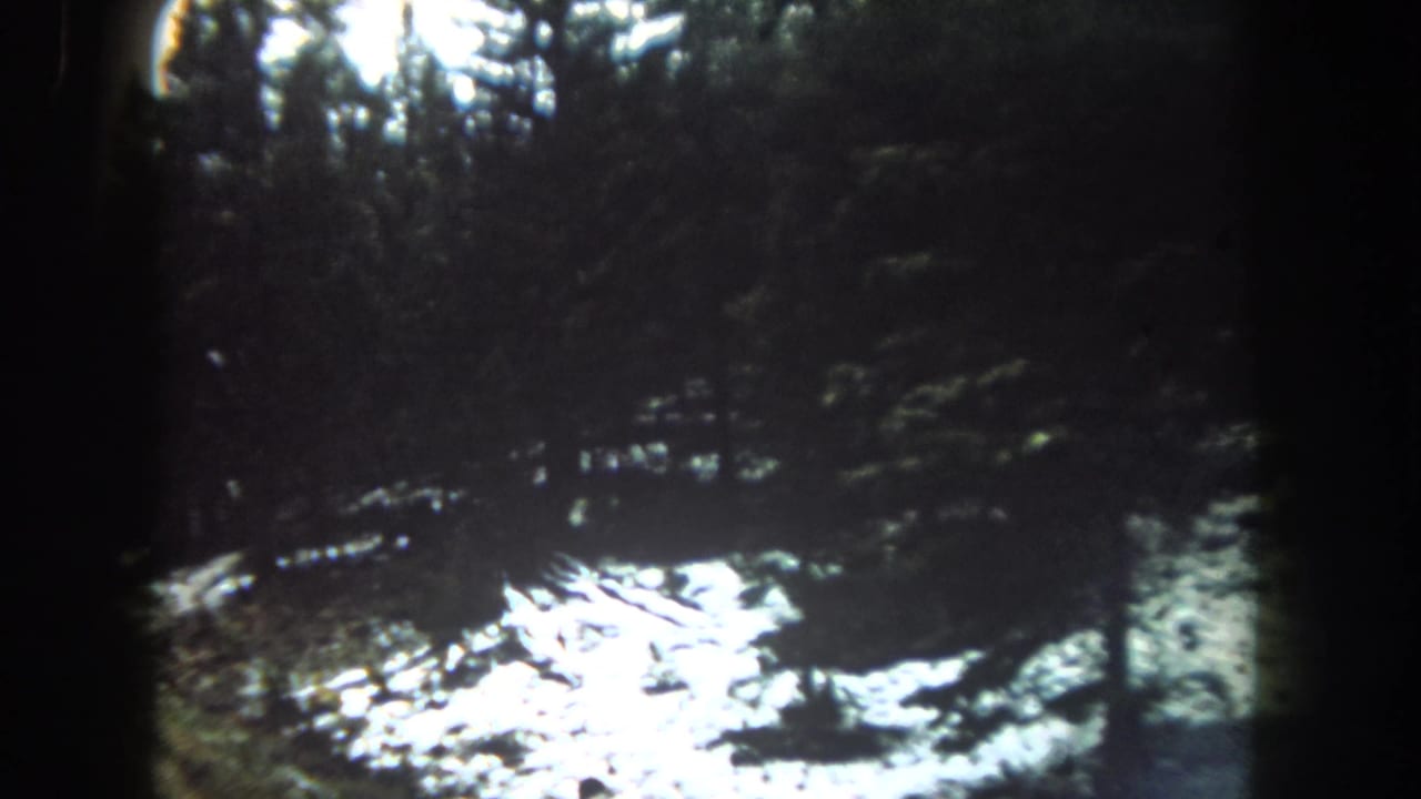 A moving vehicle view in Summit County shows dark conifers, wet or snowy ground, and bright glare on an overcast winter roadside.