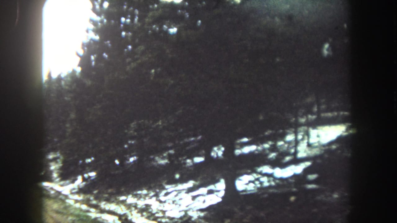 Evergreen trees and roadside snow seen through dark car-window edges.