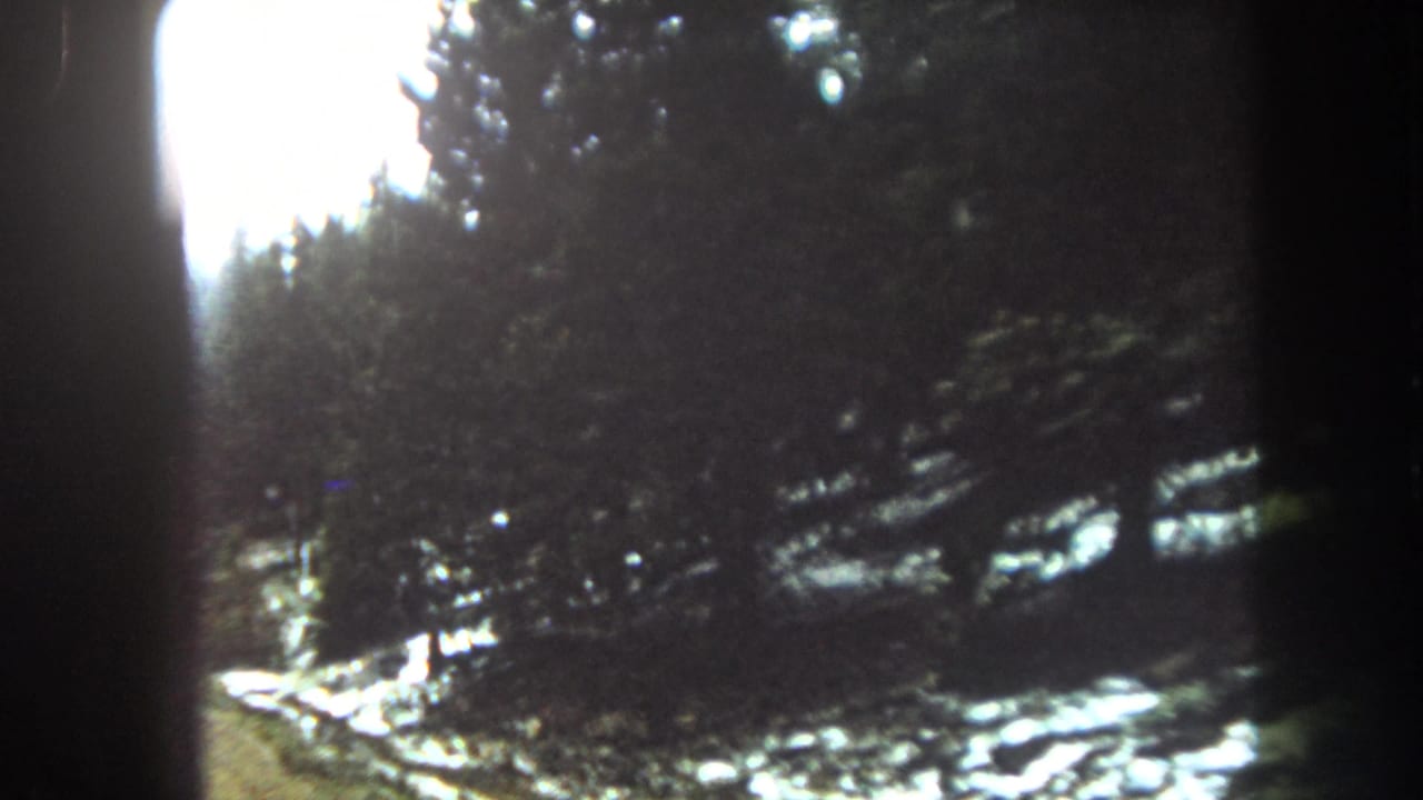 Snowy roadside forest viewed past a dark vertical window frame.