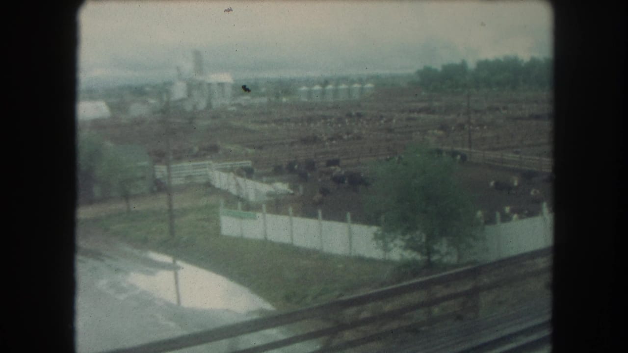 1962 8mm view from a moving train showing a cattle feedlot with white fences and distant silos in Colorado.