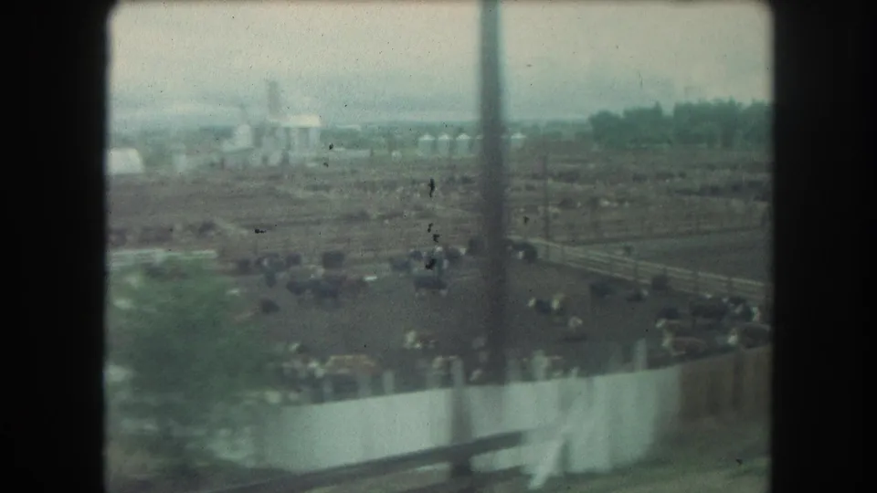 Moving 8mm train view of cattle pens and livestock, partly obscured by window framing and motion blur.