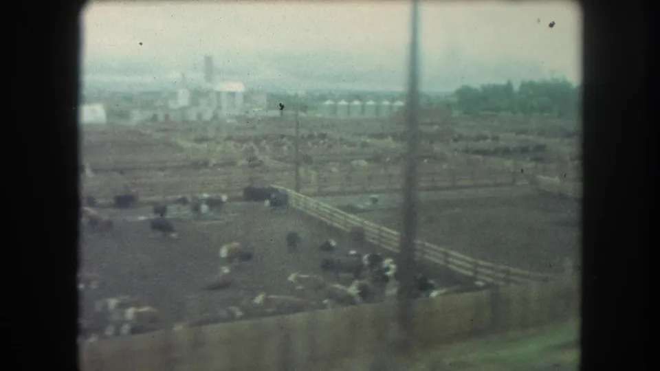 1962 train-window view of a cattle feedlot with scattered livestock, fences, and distant silos under a gray sky.