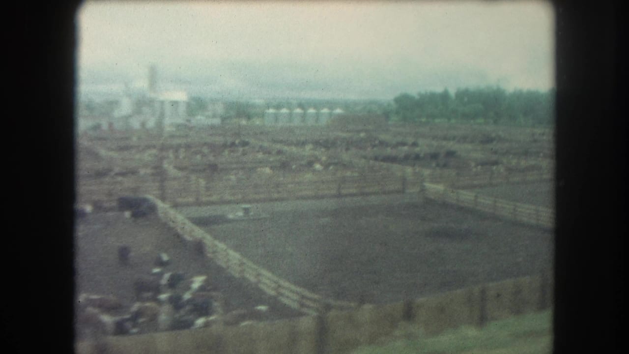 Aerial view of fenced cattle pens with livestock and distant farm structures.