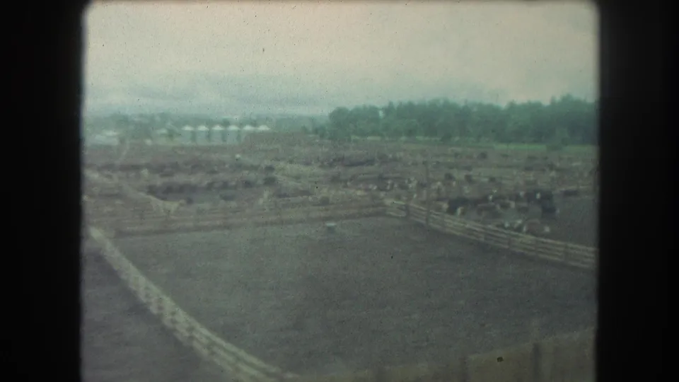 Soft 1962 home-movie frame looking across Winter Park ranch pens toward trees and distant pale farm structures.