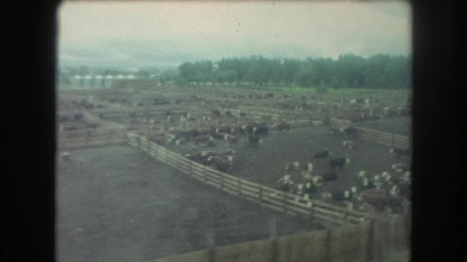 Aerial 8mm view of cattle clustered by wooden pens on a Winter Park ranch, with more fenced land and trees in the background.