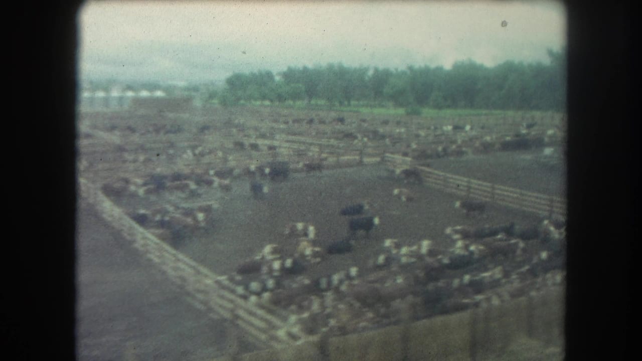 Cattle gathered in muddy fenced pens with trees and hills beyond.