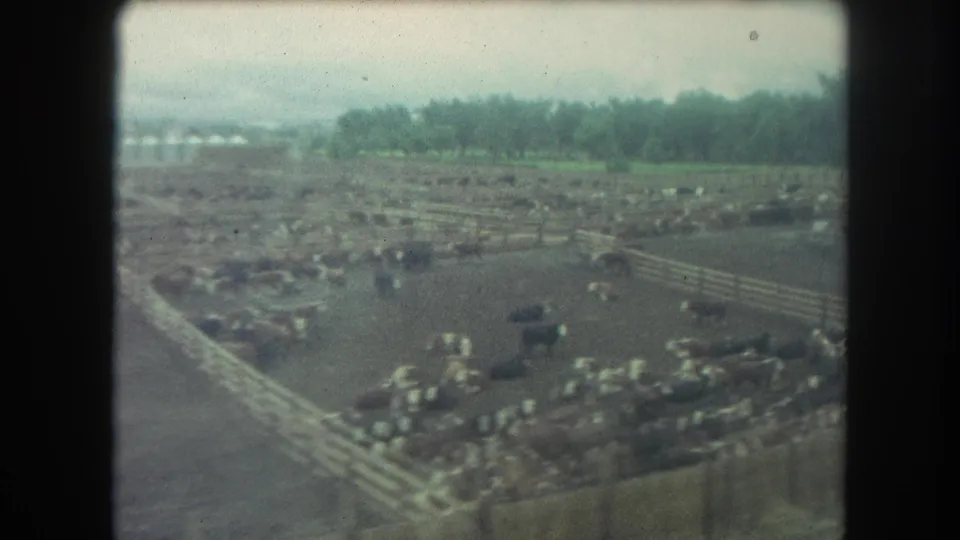 1962 Winter Park, Colorado 8mm frame showing cattle in muddy wooden-fenced pens below an overcast sky.