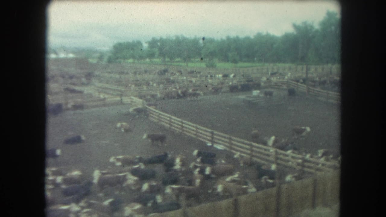 1962 Winter Park, Colorado frame with fenced livestock pens, scattered cattle, muddy ground, and soft 8mm color.
