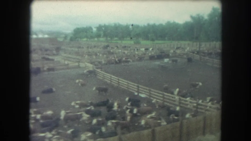 1962 Winter Park, Colorado frame with fenced livestock pens, scattered cattle, muddy ground, and soft 8mm color.