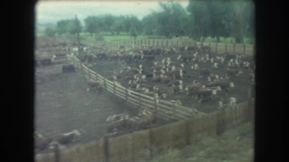 1962 Winter Park, Colorado 8mm frame showing many cattle inside wooden-fenced pens, with trees in the distance.