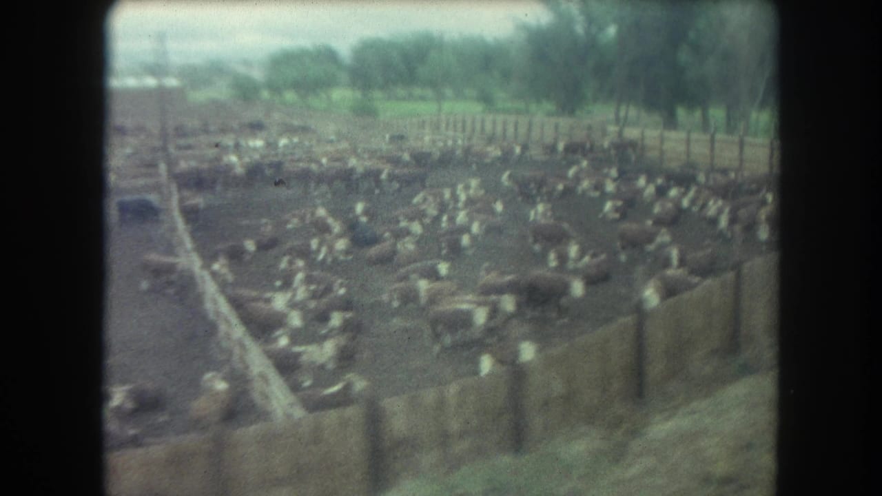 1962 Winter Park, Colorado home-movie frame showing cattle packed into muddy fenced pens with trees and low hills beyond.