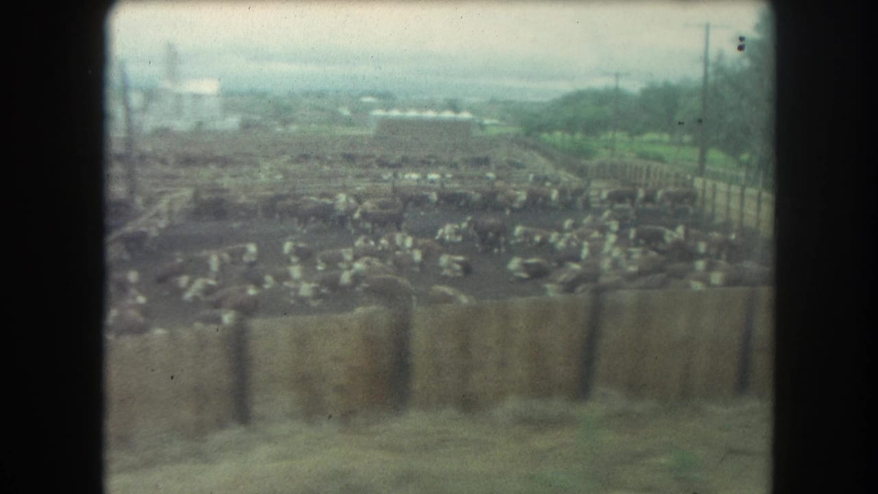Wide 1962 Winter Park, Colorado view of cattle gathered in muddy pens, with fencing, utility poles, and pale farm buildings in the distance.
