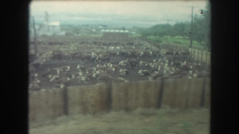 Wide 1962 Winter Park, Colorado view of cattle gathered in muddy pens, with fencing, utility poles, and pale farm buildings in the distance.