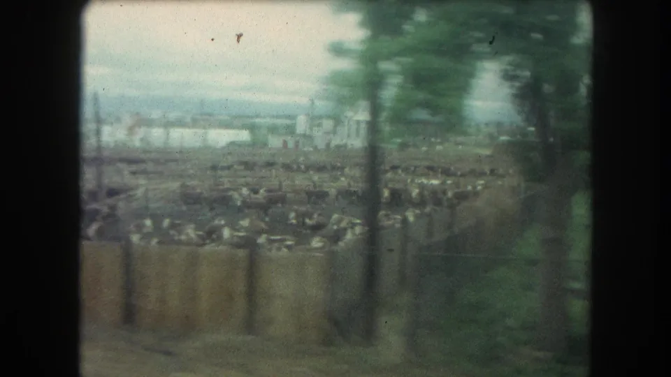 1962 Winter Park, Colorado frame with blurred roadside trees crossing the view of cattle pens and distant farm buildings.