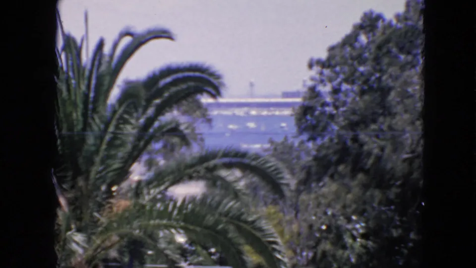 1963 San Francisco 8mm view shifting toward palm fronds and trees, with distant water and a pier-like structure partly visible beyond.