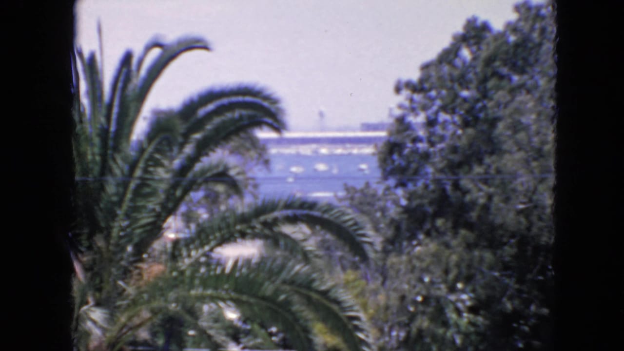 1963 San Francisco home-movie view of bay water, small boats, trees, and palm fronds from a high overlook.