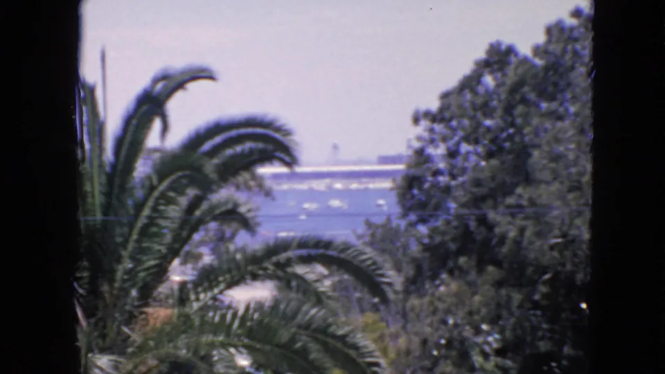 1963 San Francisco scenic overlook with palm leaves, dense trees, blue bay water, and small white boats in the distance.