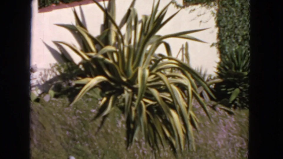 1963 San Francisco home-movie frame centering a large agave plant in a garden below a pale wall, with coastal hillside beyond.