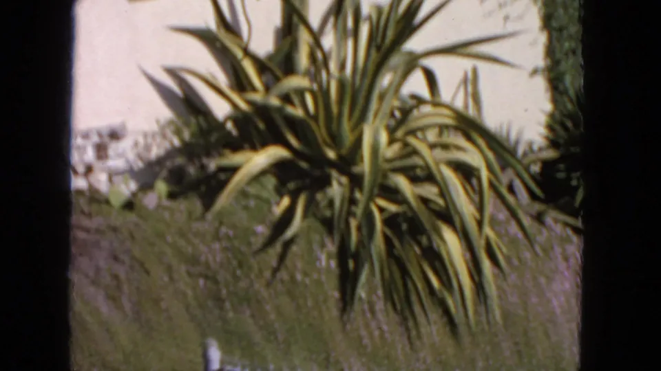 1963 8mm San Francisco coastal garden view showing a spiky agave, pale wall, shrubs, hillside, and blue sky.