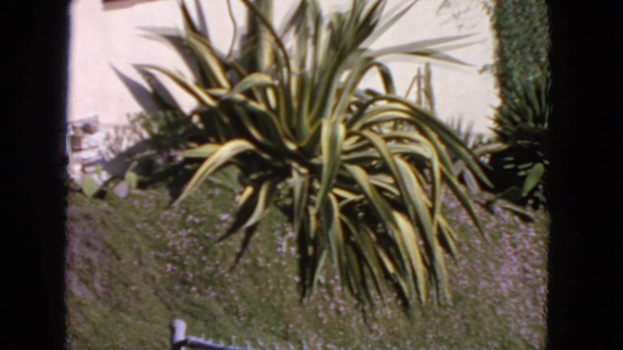 Variegated yucca plant on a grassy slope beside a stucco wall.