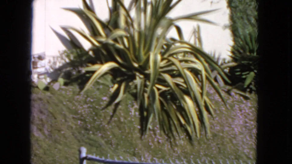 1963 San Francisco home-movie frame of a yucca plant against a pale residential wall with soft 8mm color and grain.