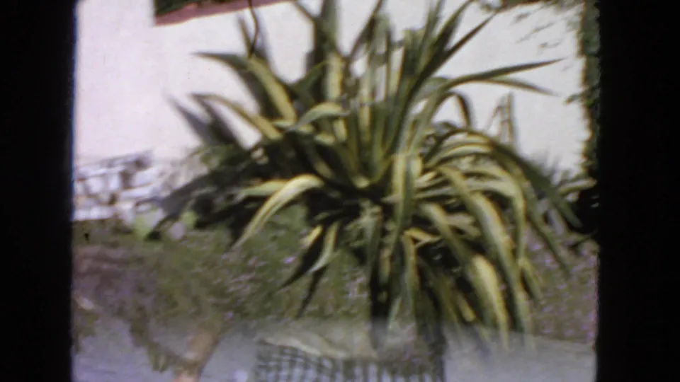 A closer 1963 San Francisco 8mm view of the yucca, grass slope, and partial chain-link fence in a residential garden.