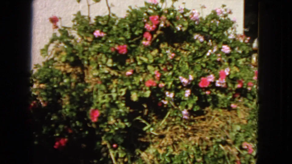 1963-supported home-movie frame of a leafy garden bush with pink flowers beside a sunlit exterior wall.