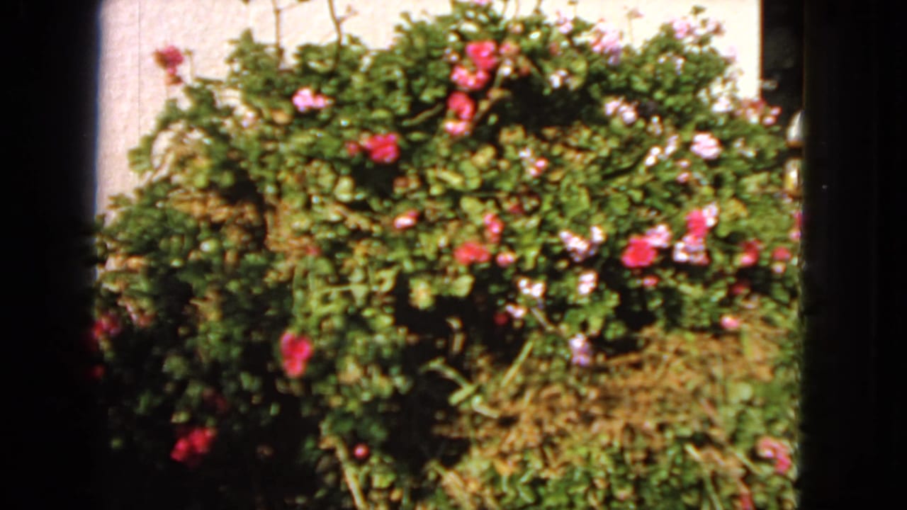 Flowering green shrub with pink blossoms seen through dark film-frame edges.